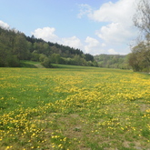 The Dandelion Spring