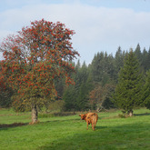 The rowan-trees